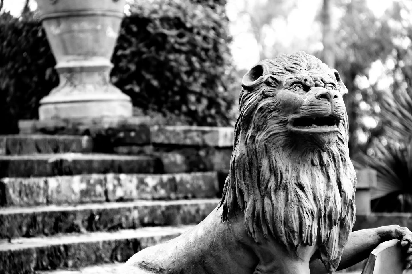 Caltagirone, dettaglio di una scultura di leone in pietra